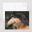 Suche nach lusitano postkarten Pferde