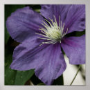 Suche nach clematis poster Natur
