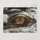 Suche nach starren postkarten Augen