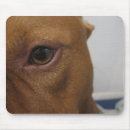 Suche nach hundeauge Niedlich