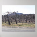 Suche nach apfelbaum poster Natur