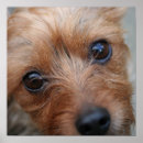 Suche nach yorky Welpe