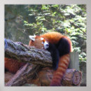Suche nach sleeping poster Animal