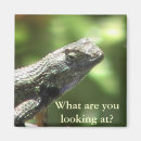 Suche nach lizard magnete Eidechse