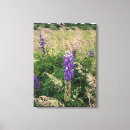 Suche nach lupine leinwandbilder Lila