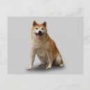 Suche nach shiba inu postkarten Haustiere