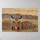 Suche nach bengal tiger poster Großkatze