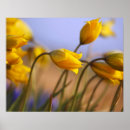 Suche nach zusatz poster Blume