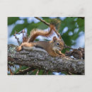 Suche nach squirrel postkarten Glücklich