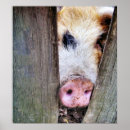 Suche nach schwein poster Spaß