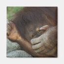 Suche nach primate magnete Orang utan