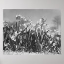Suche nach tulpen poster Blume