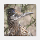 Suche nach roadrunner magnete Vogel