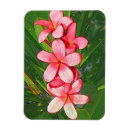 Suche nach frangipani magnete Rosa