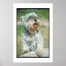 Suche nach zwergschnauzer poster Hund