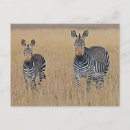 Suche nach zebra foto postkarten Afrika