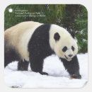 Suche nach pandas aufkleber Bär