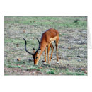 Suche nach gazelle Antelope