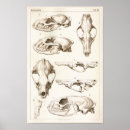 Suche nach säugetier poster Schädel