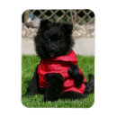 Suche nach zwergspitz magnete Loulou