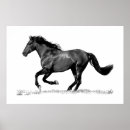 Suche nach schwarz weißes pferd poster Wild