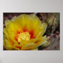 Suche nach kaktusblüte poster Wüste