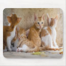 Suche nach orange und weiße katze mousepads Kätzchen