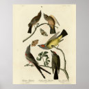 Suche nach audubon vögel poster Darstellung