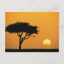 Suche nach akazienbaum postkarten Afrika