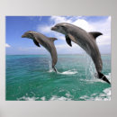 Suche nach sealife poster Full length