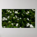Suche nach jasmin poster Jede person