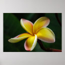 Suche nach plumeria poster Grün