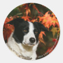 Suche nach headshot aufkleber Bob und pam langrish