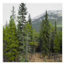 Suche nach nadelbäume poster Natur