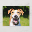 Suche nach lustig hund bild postkarten Fotografie