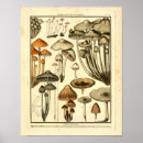 Suche nach französische botanische poster Illustration