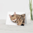 Suche nach bengalische katze karten Kätzchen