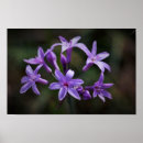 Suche nach rosa und lila blumen poster Makro