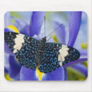 Suche nach lila schmetterling mousepads Tropisch