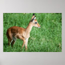 Suche nach gräser poster Fotografie
