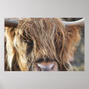 Suche nach highland cattle poster Wild