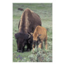 Suche nach bison foto poster Yellowstone