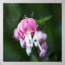 Suche nach gebrochenen poster Rosa