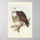 Suche nach white eagle poster Adler