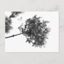 Suche nach hortensie postkarten Blume