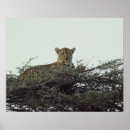 Suche nach tierjagd poster Natur