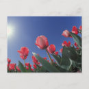 Suche nach rote tulpe postkarten Saison
