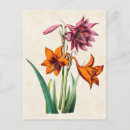 Suche nach amaryllis postkarten Natur