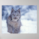 Suche nach luchs poster Große katze
