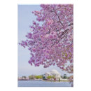 Suche nach kirschbaum poster Blume
